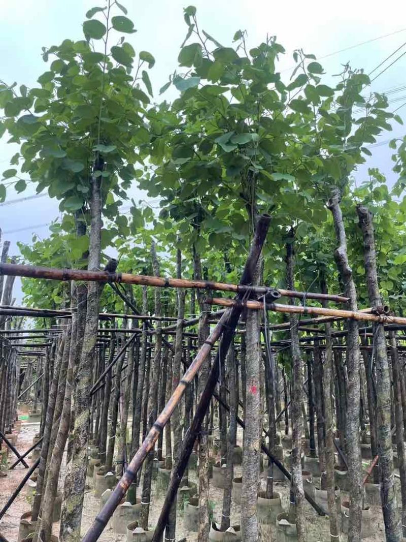 宫粉紫荆5～6公分基地直销规格齐全欢迎老板来电咨询