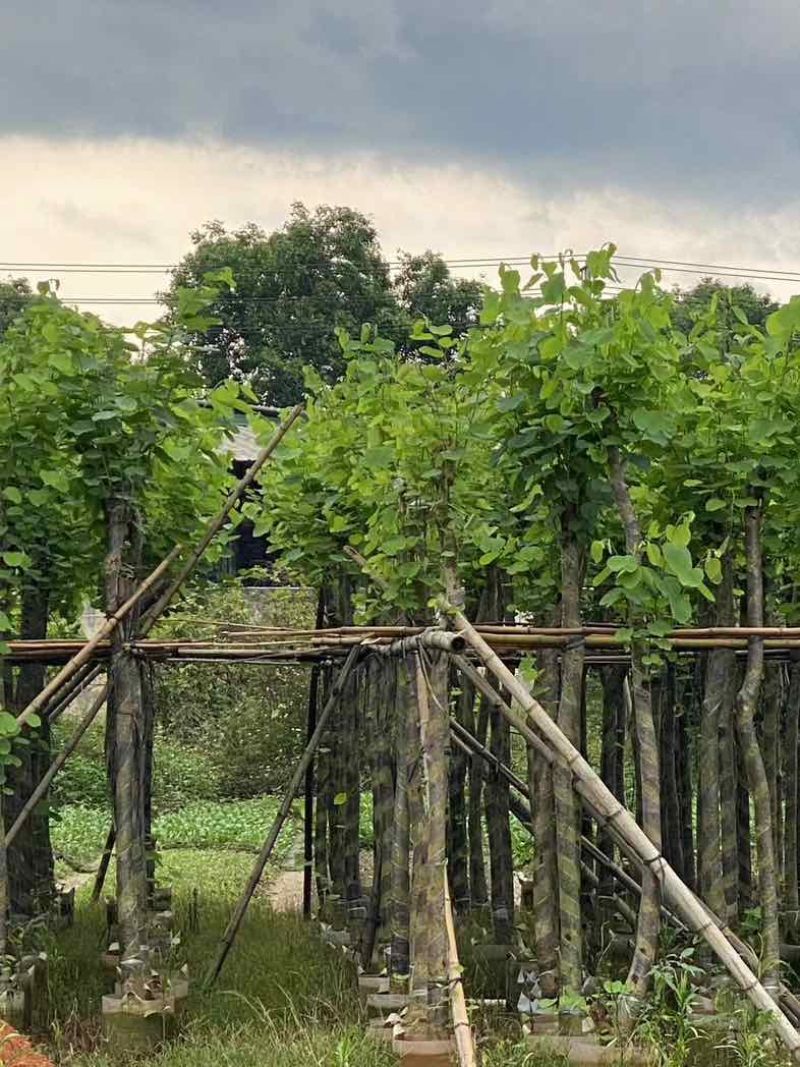 宫粉紫荆5～8公分基地直销规格齐全有需要的老板欢迎来电