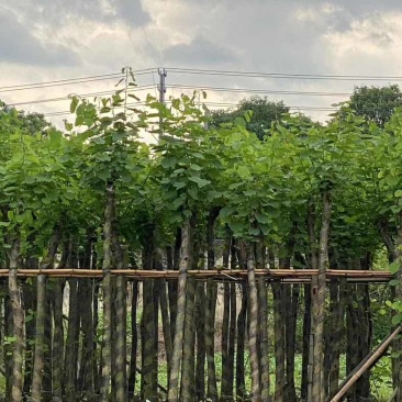 宫粉紫荆5～8公分基地直销规格齐全有需要的老板欢迎来电