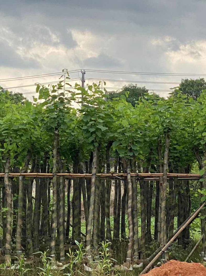 宫粉紫荆5～8公分基地直销规格齐全有需要的老板欢迎来电