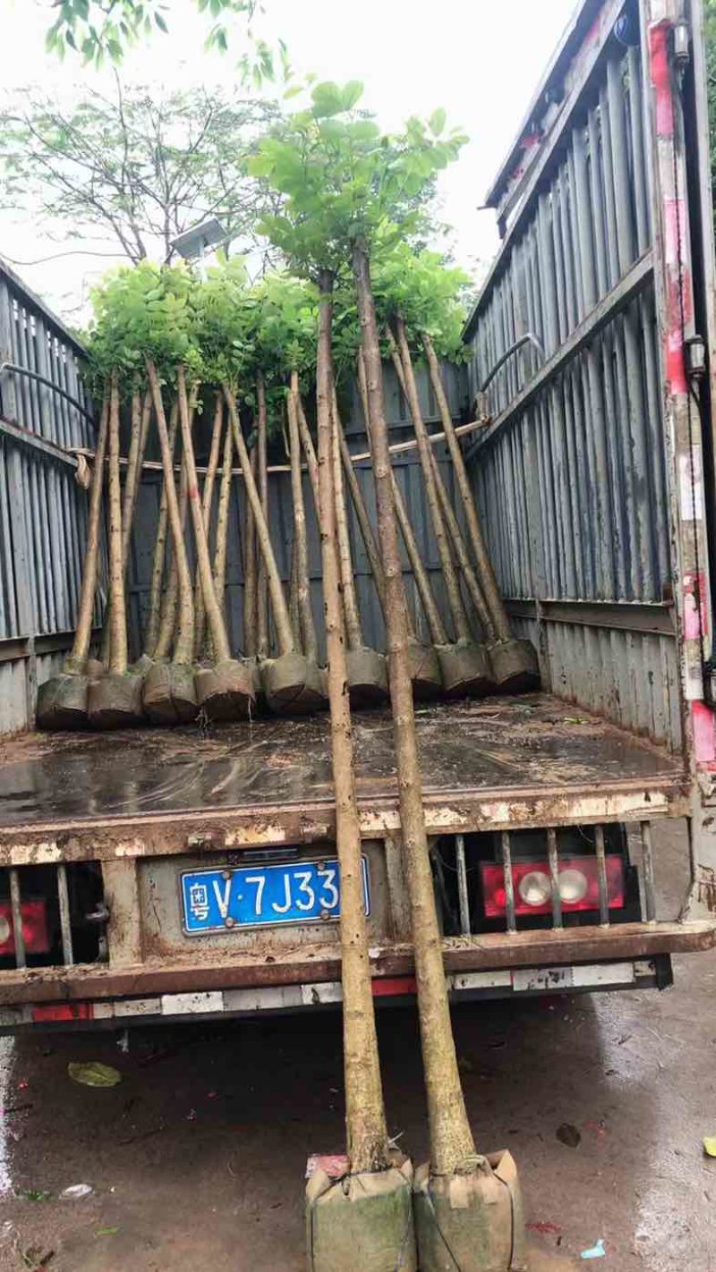 光杆火焰木5～10公分基地直销规格齐全欢迎老板来电咨询合
