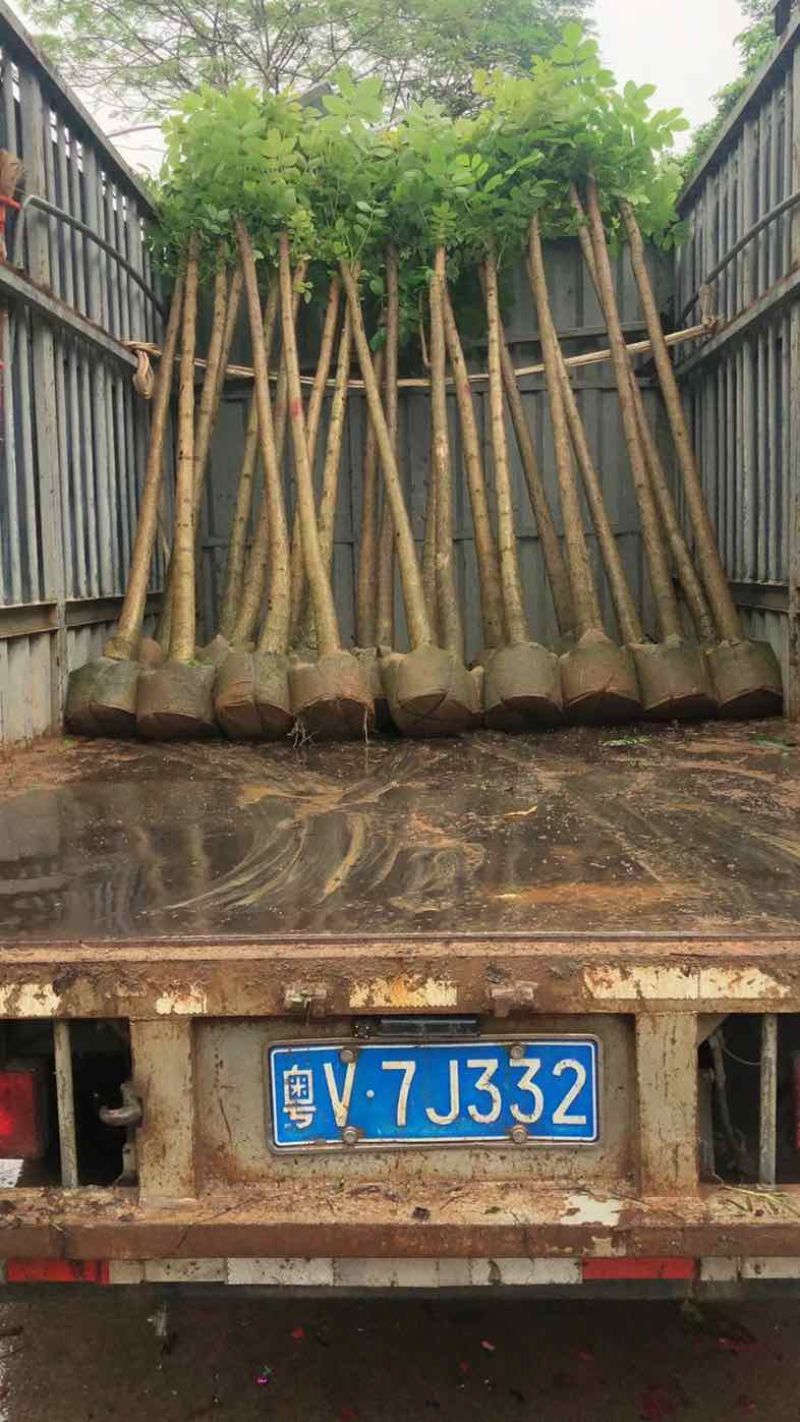 光杆火焰木5～10公分基地直销规格齐全欢迎老板来电咨询合