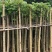光杆火焰木5～10公分基地直销规格齐全欢迎老板来电咨询合