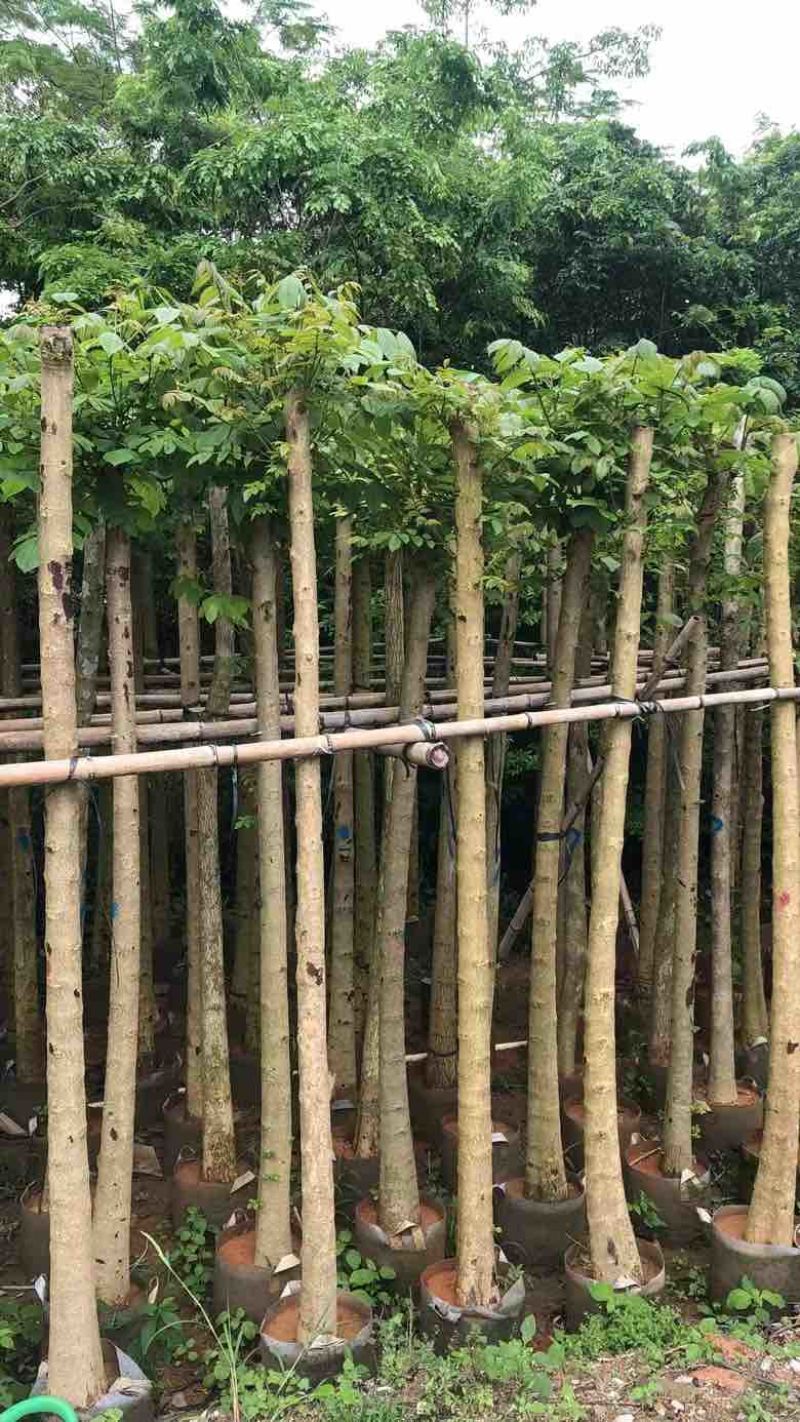 光杆火焰木5～10公分基地直销规格齐全欢迎老板来电咨询合
