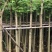 光杆火焰木5～10公分基地直销规格齐全欢迎老板来电咨询合