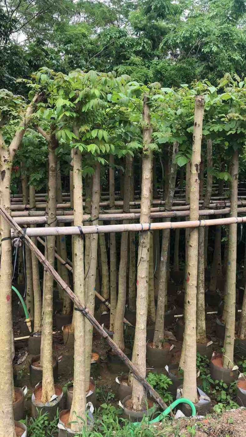 光杆火焰木5～10公分基地直销规格齐全欢迎老板来电咨询合