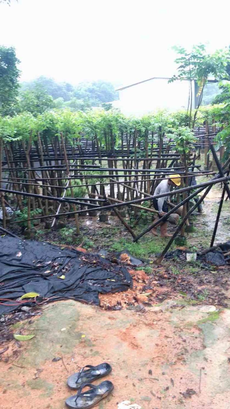 光杆火焰木5～10公分基地直销规格齐全欢迎老板来电咨询合