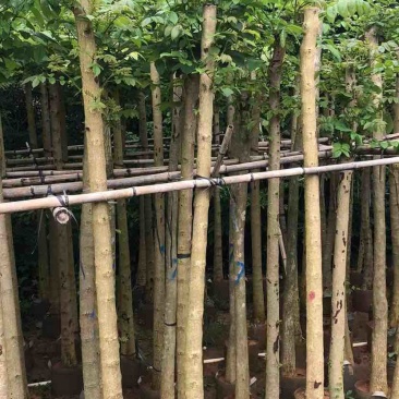 光杆火焰木5～10公分基地直销规格齐全欢迎老板来电咨询合