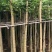 光杆火焰木5～10公分基地直销规格齐全欢迎老板来电咨询合