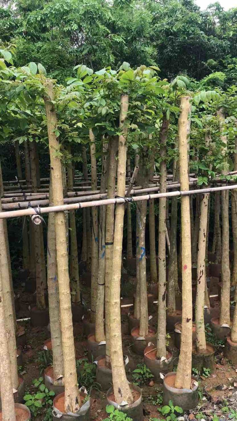 光杆火焰木5～10公分基地直销规格齐全欢迎老板来电咨询合