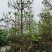 杜英10～12公分基地直销规格齐全欢迎老板来电咨询合作