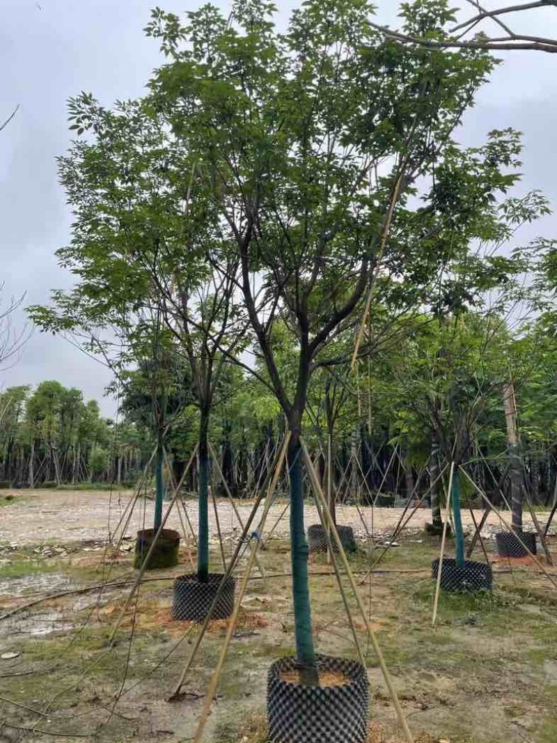 全冠紫花风铃木基地直销规格齐全有需要的老板欢迎来电咨询