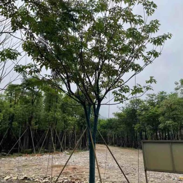 全冠紫花风铃木基地直销规格齐全有需要的老板欢迎来电咨询