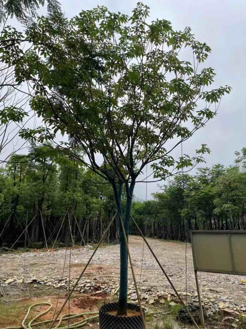 全冠紫花风铃木基地直销规格齐全有需要的老板欢迎来电咨询