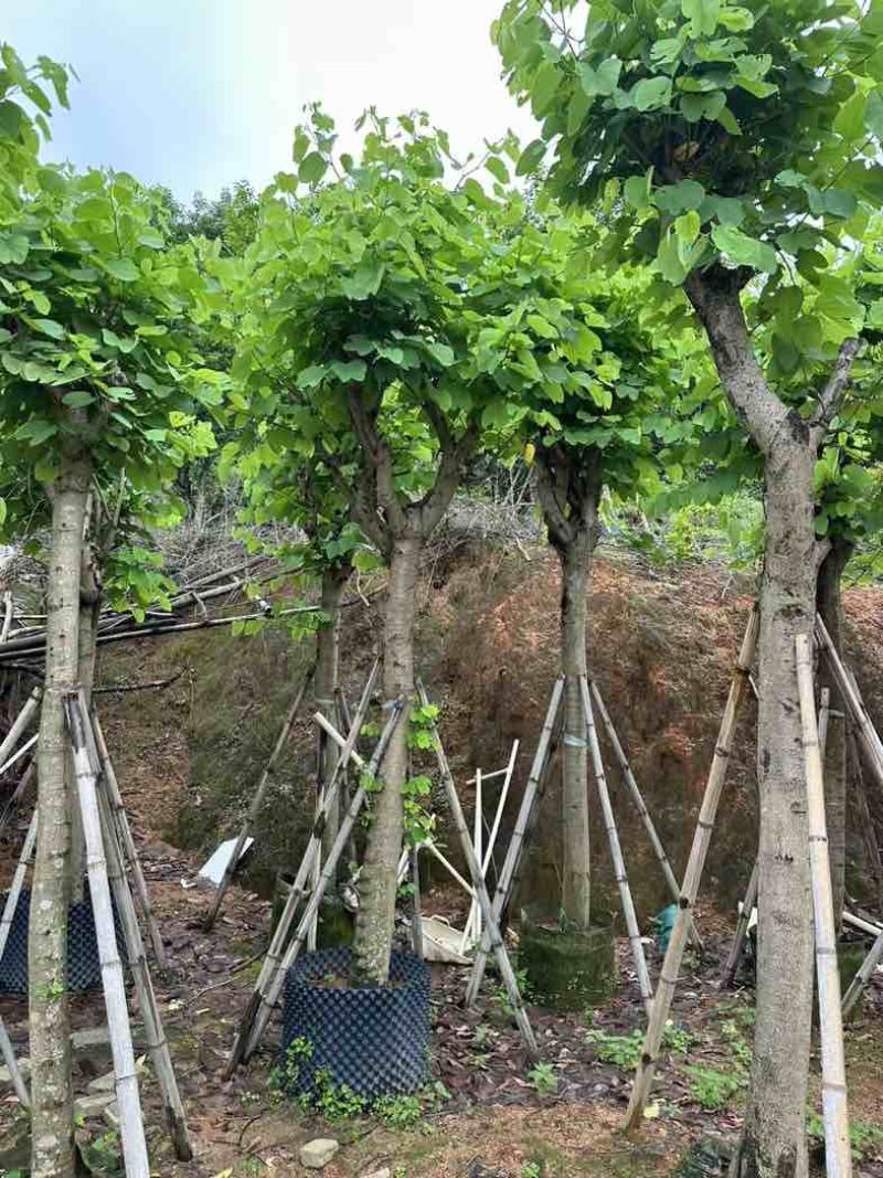 红花紫荆5～25公分基地直销规格齐全欢迎老板来电咨询合作
