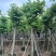 红花紫荆5～25公分基地直销规格齐全欢迎老板来电咨询合作