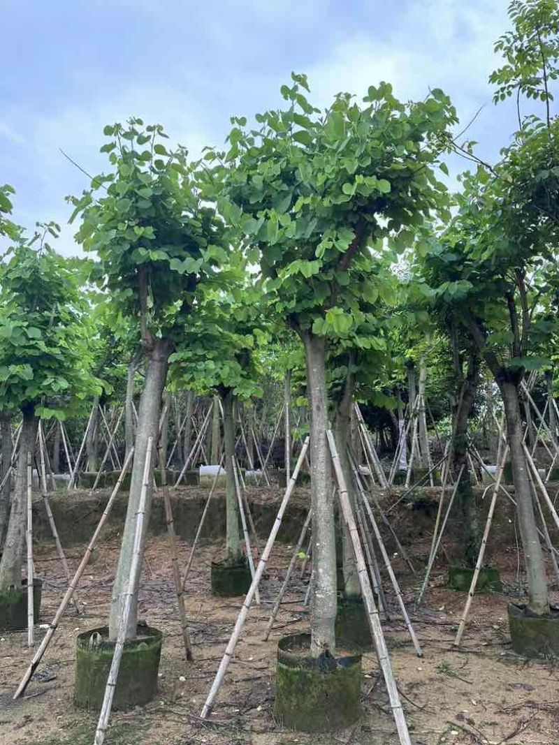 红花紫荆5～25公分基地直销规格齐全欢迎老板来电咨询合作