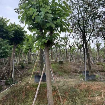 红花紫荆5～25公分基地直销规格齐全欢迎老板来电咨询合作