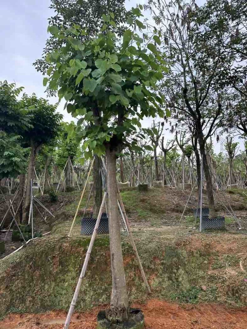 红花紫荆5～25公分基地直销规格齐全欢迎老板来电咨询合作