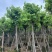 红花紫荆5～25公分基地直销规格齐全欢迎老板来电咨询合作