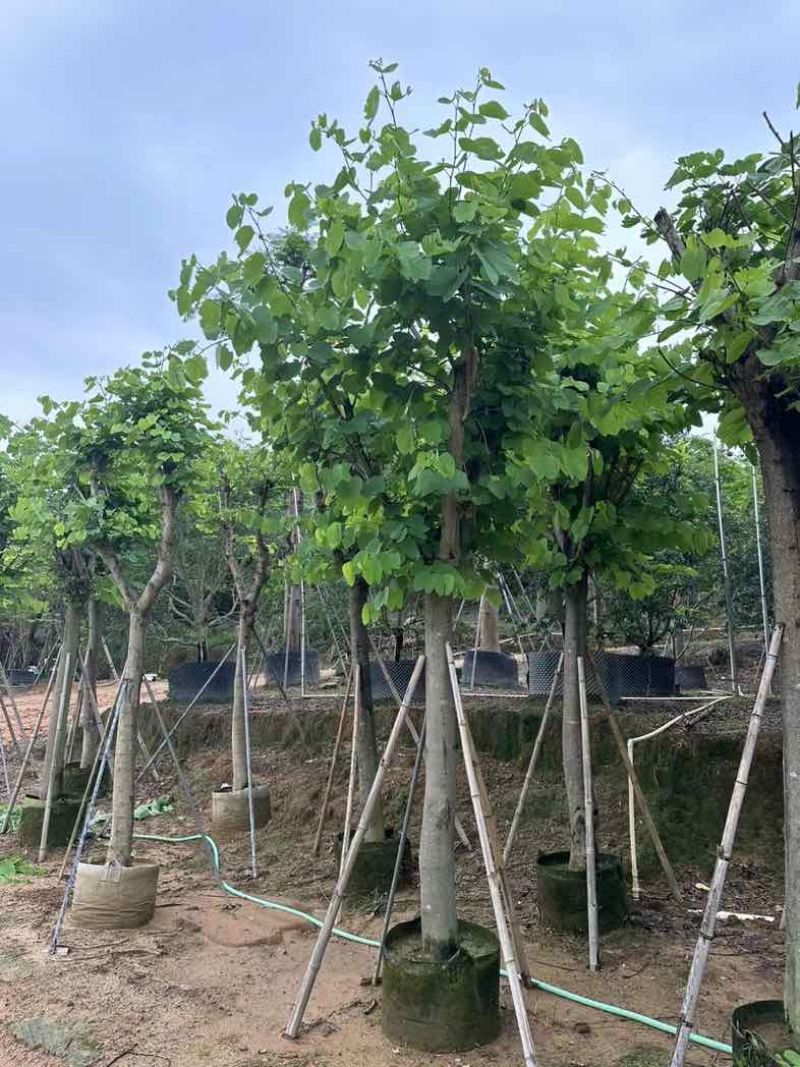 红花紫荆5～25公分基地直销规格齐全欢迎老板来电咨询合作