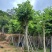 红花紫荆5～25公分基地直销规格齐全欢迎老板来电咨询合作