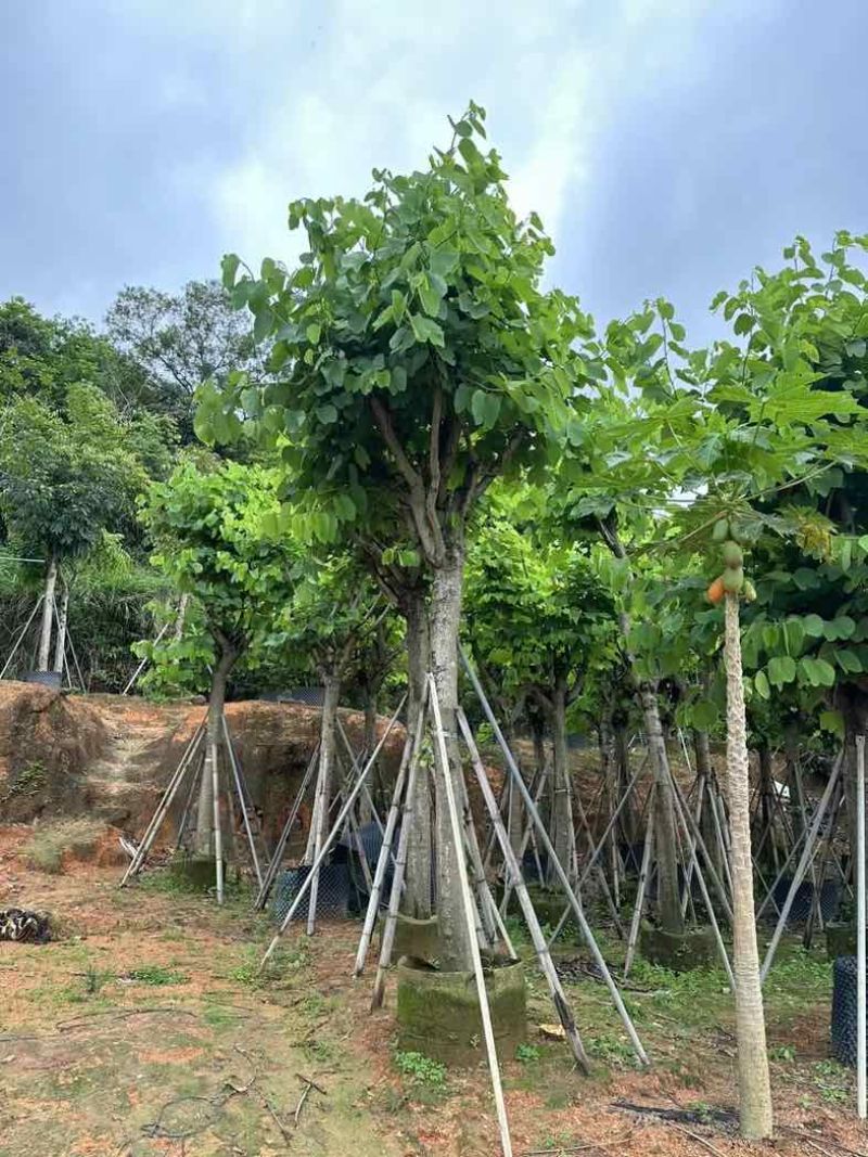 红花紫荆5～25公分基地直销规格齐全欢迎老板来电咨询合作