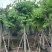 红花紫荆5～25公分基地直销规格齐全欢迎老板来电咨询合作