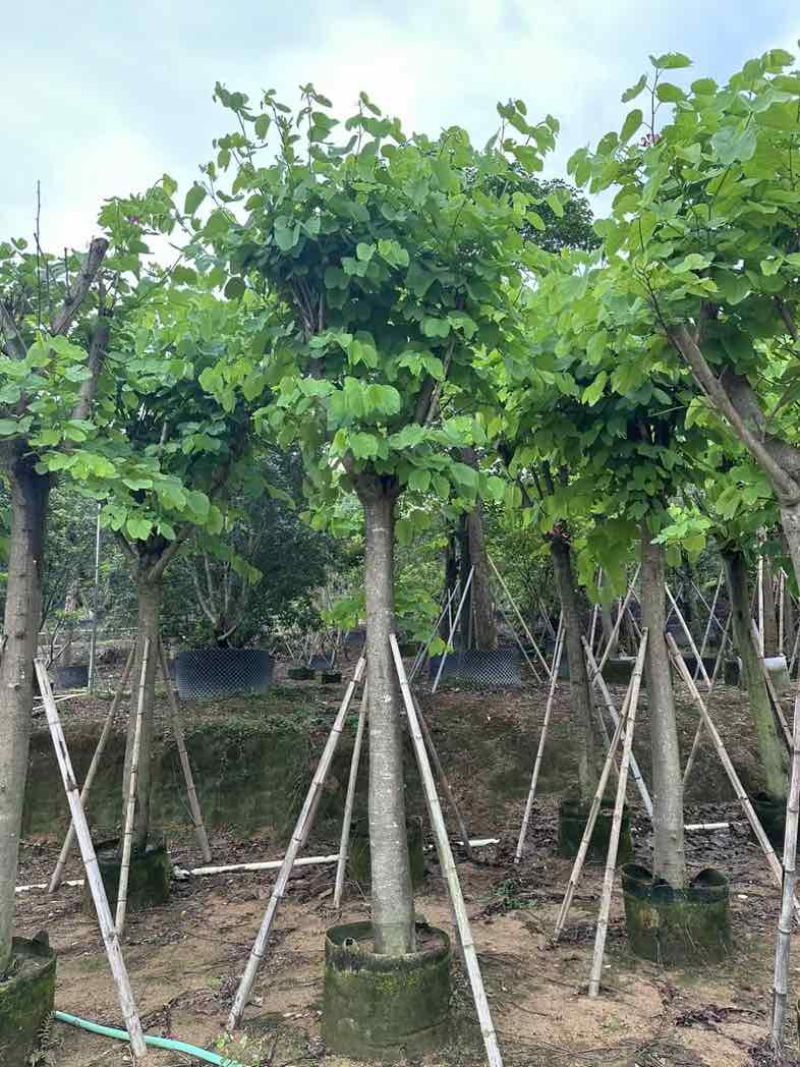 红花紫荆5～25公分基地直销规格齐全欢迎老板来电咨询合作