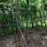 秋枫树5～10公分基地直销规格齐全欢迎老板来电咨询合作