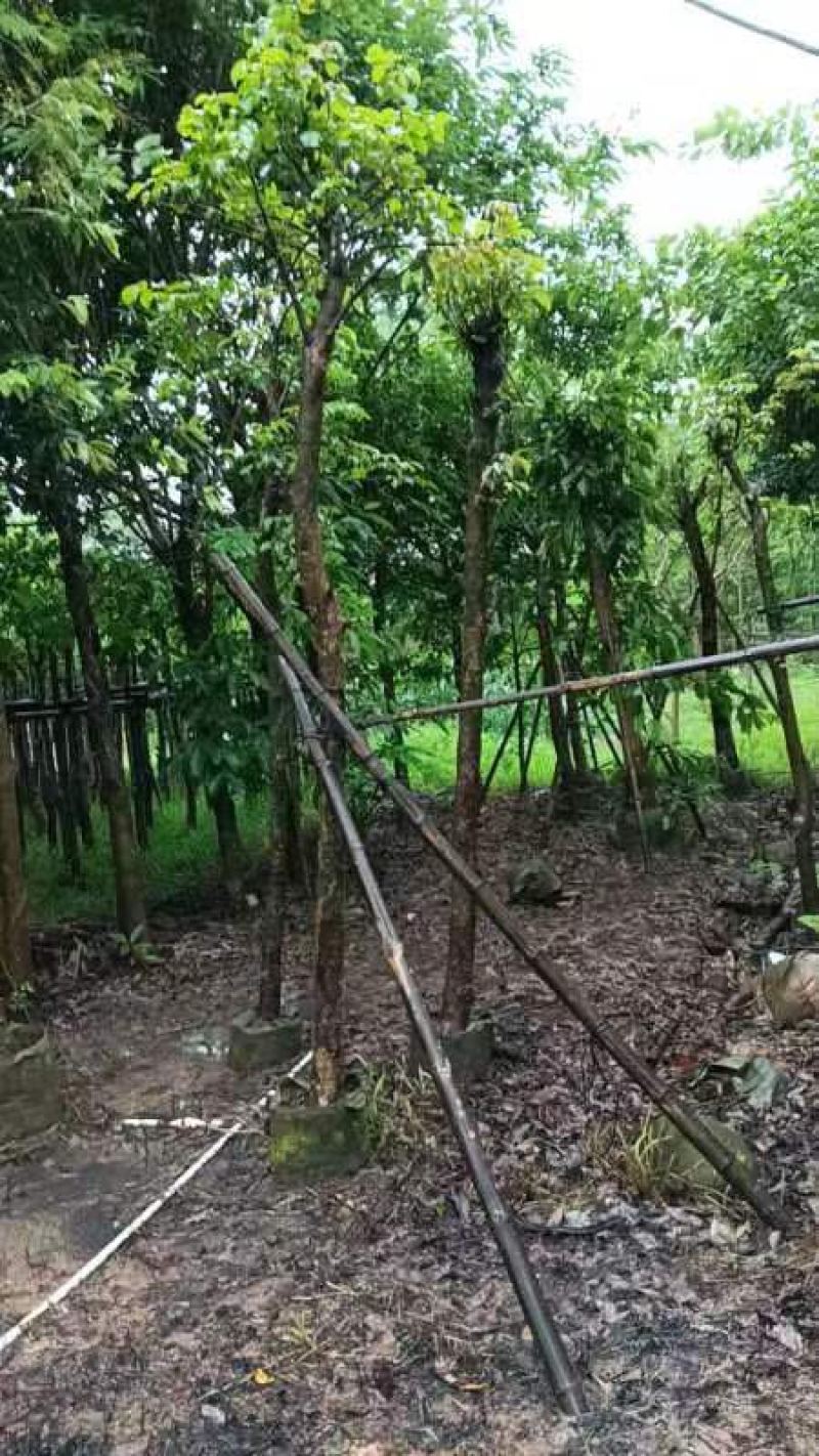 秋枫树5～10公分基地直销规格齐全欢迎老板来电咨询合作