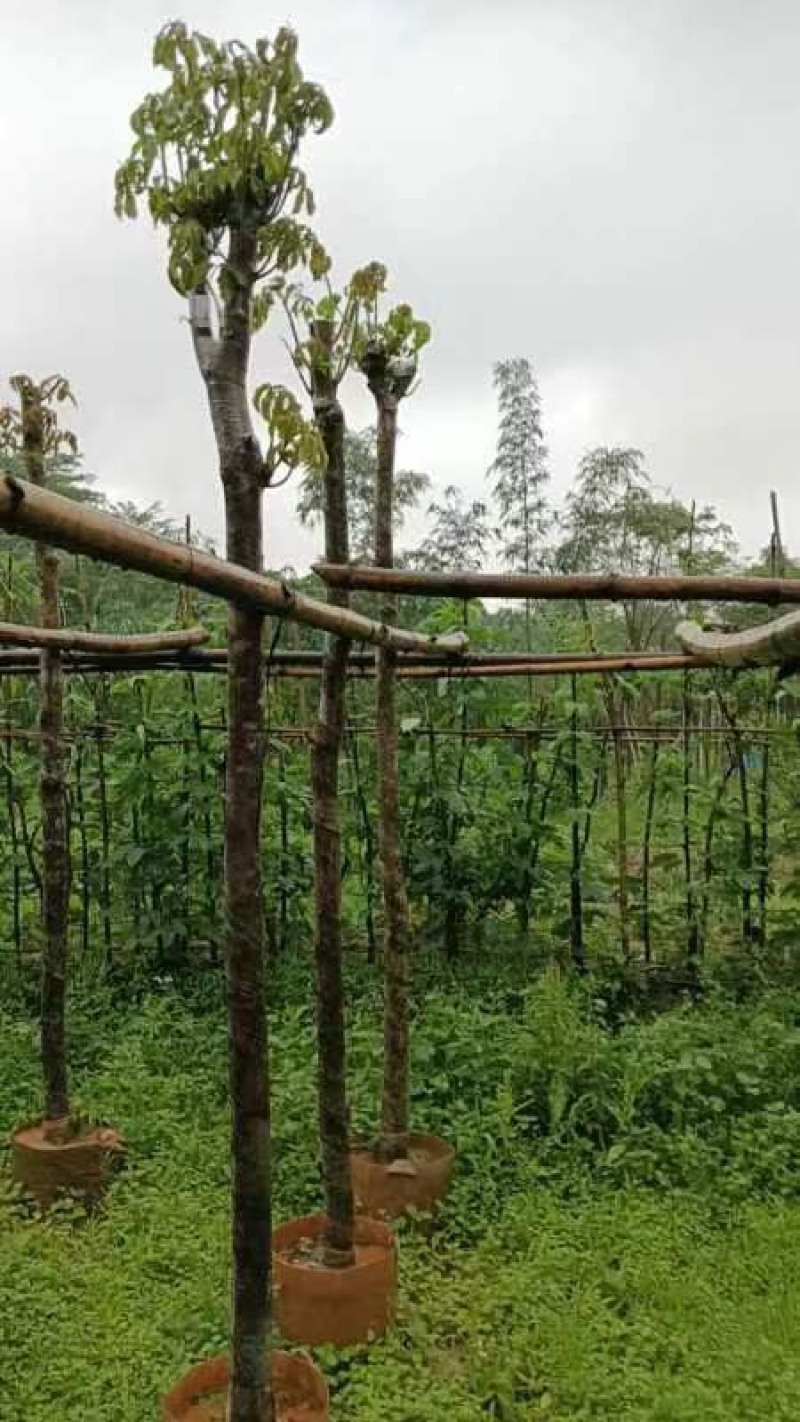 秋枫树5～10公分基地直销规格齐全欢迎老板来电咨询合作