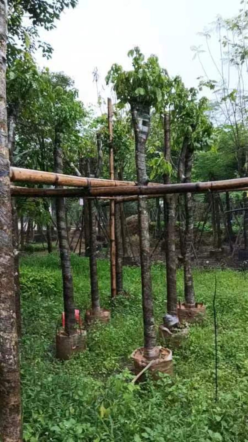 秋枫树5～10公分基地直销规格齐全欢迎老板来电咨询合作