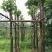 秋枫树5～10公分基地直销规格齐全欢迎老板来电咨询合作