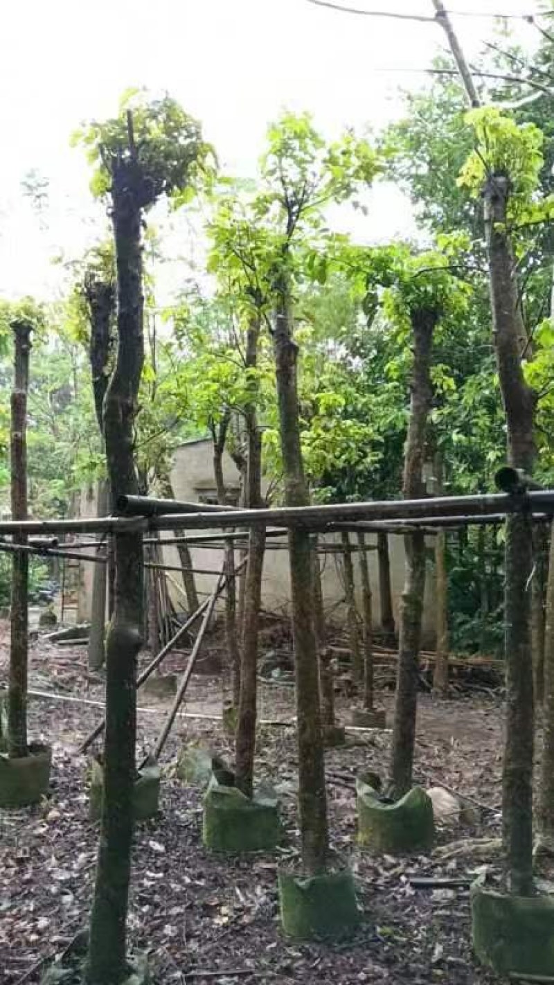 秋枫树5～10公分基地直销规格齐全欢迎老板来电咨询合作