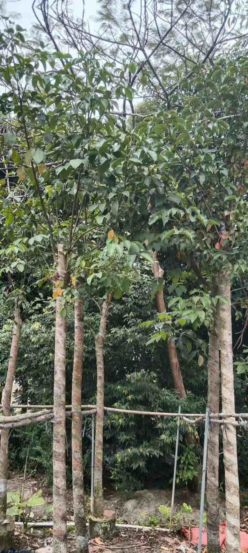 秋枫树5～10公分基地直销规格齐全欢迎老板来电咨询合作