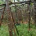 秋枫树5～10公分基地直销规格齐全欢迎老板来电咨询合作
