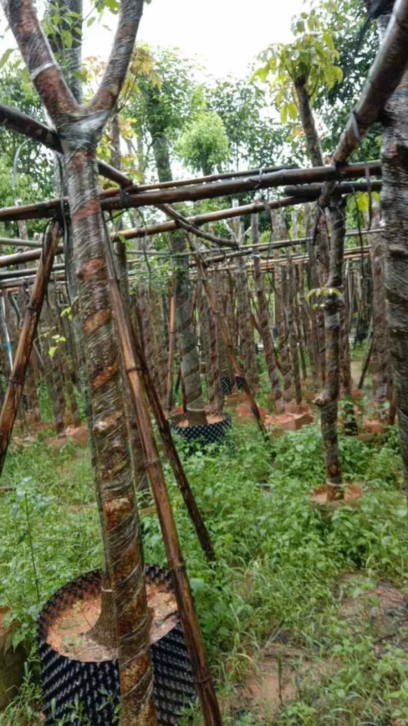 秋枫树5～10公分基地直销规格齐全欢迎老板来电咨询合作