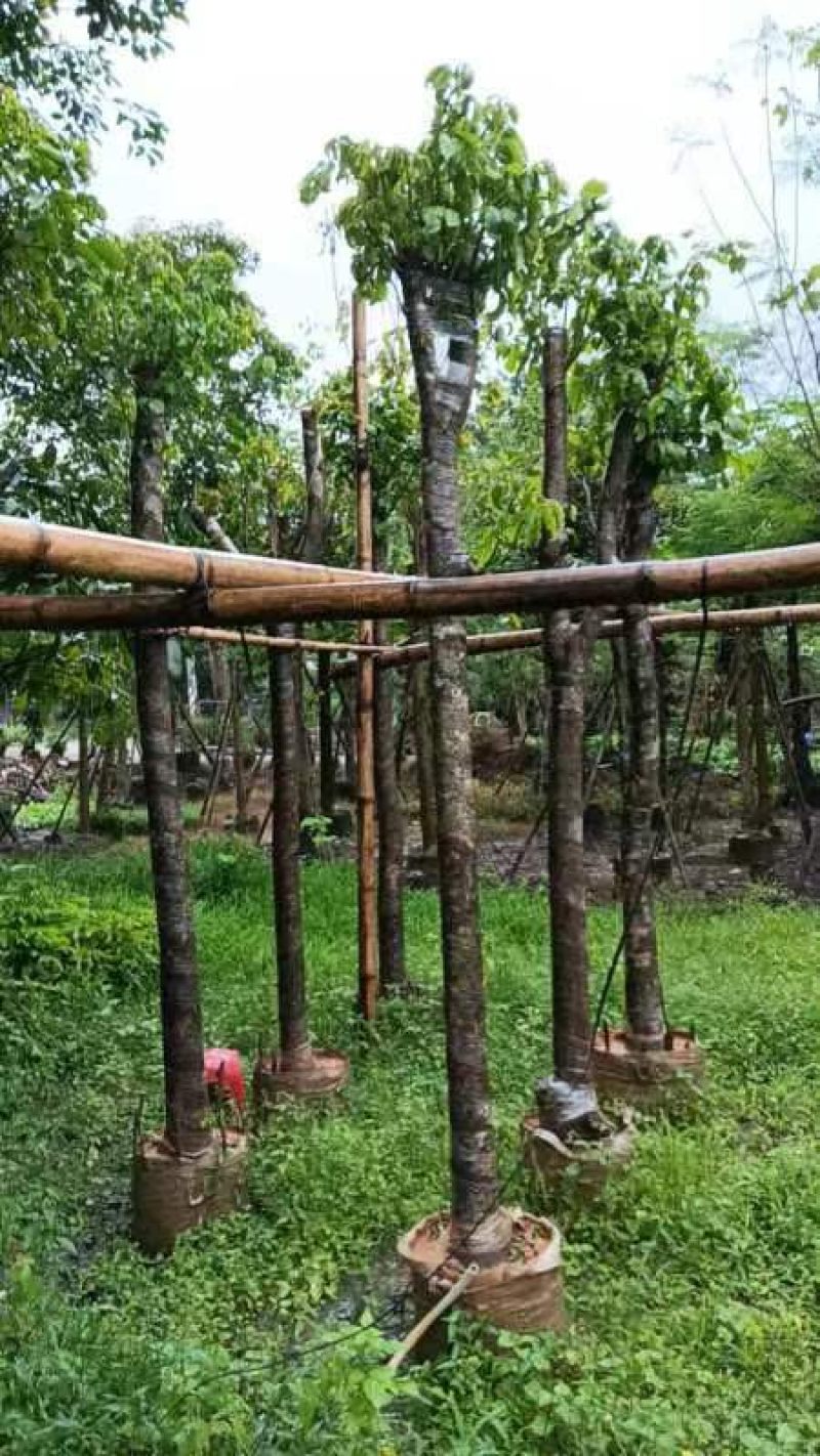 秋枫树5～10公分基地直销规格齐全欢迎老板来电咨询合作