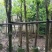 秋枫树5～10公分基地直销规格齐全欢迎老板来电咨询合作
