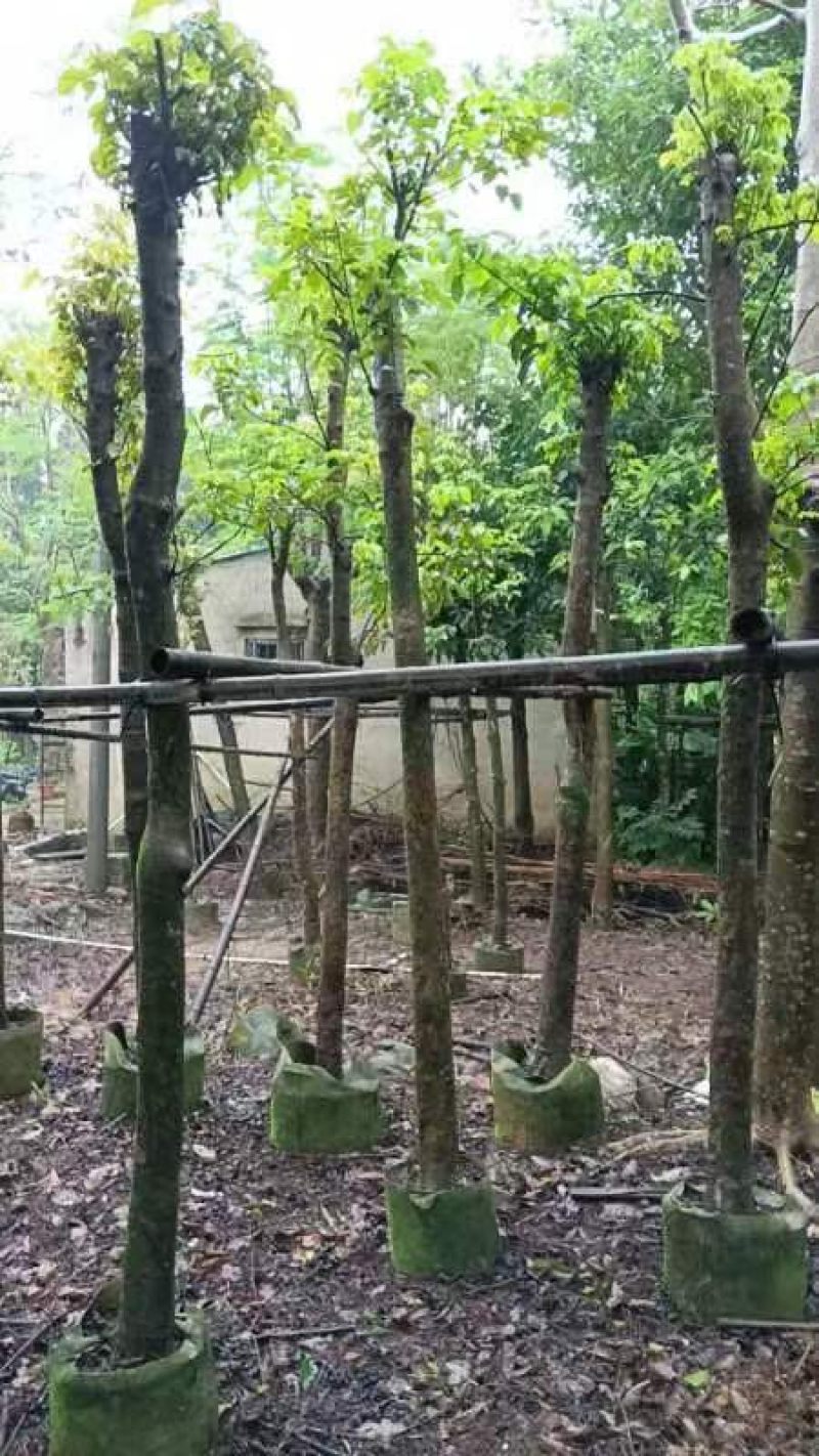 秋枫树5～10公分基地直销规格齐全欢迎老板来电咨询合作
