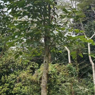 秋枫树5～10公分基地直销规格齐全欢迎老板来电咨询合作