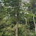 秋枫树5～10公分基地直销规格齐全欢迎老板来电咨询合作