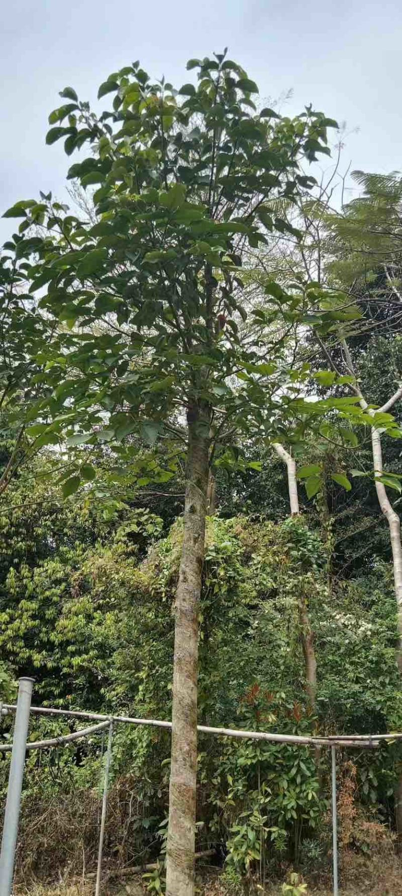 秋枫树5～10公分基地直销规格齐全欢迎老板来电咨询合作