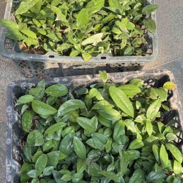 优质土茯苓苗一年苗两年苗大量供应批发
