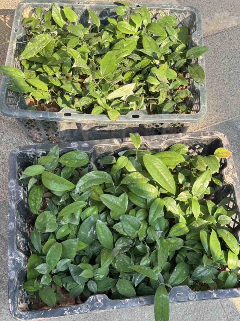 优质土茯苓苗一年苗两年苗大量供应批发