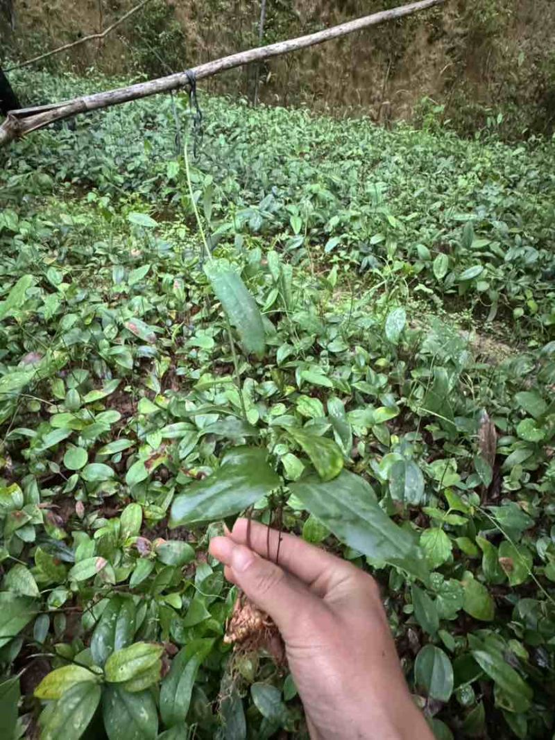 优质土茯苓苗一年苗两年苗大量供应批发