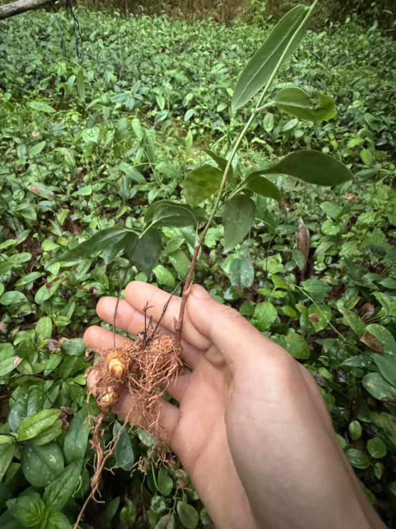 优质土茯苓苗一年苗两年苗大量供应批发