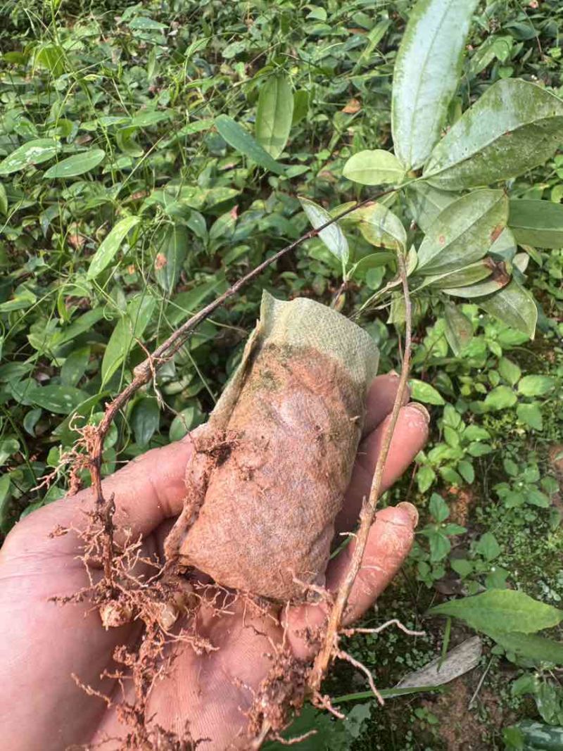 优质土茯苓苗一年苗两年苗大量供应批发