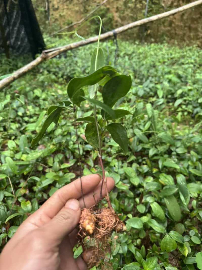优质土茯苓苗一年苗两年苗大量供应批发